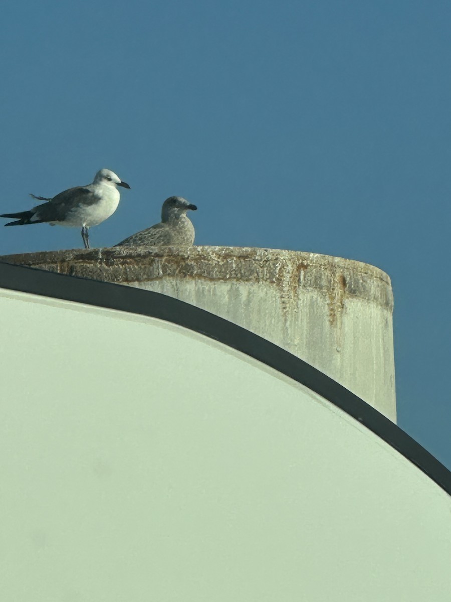 American Herring Gull - ML645971167