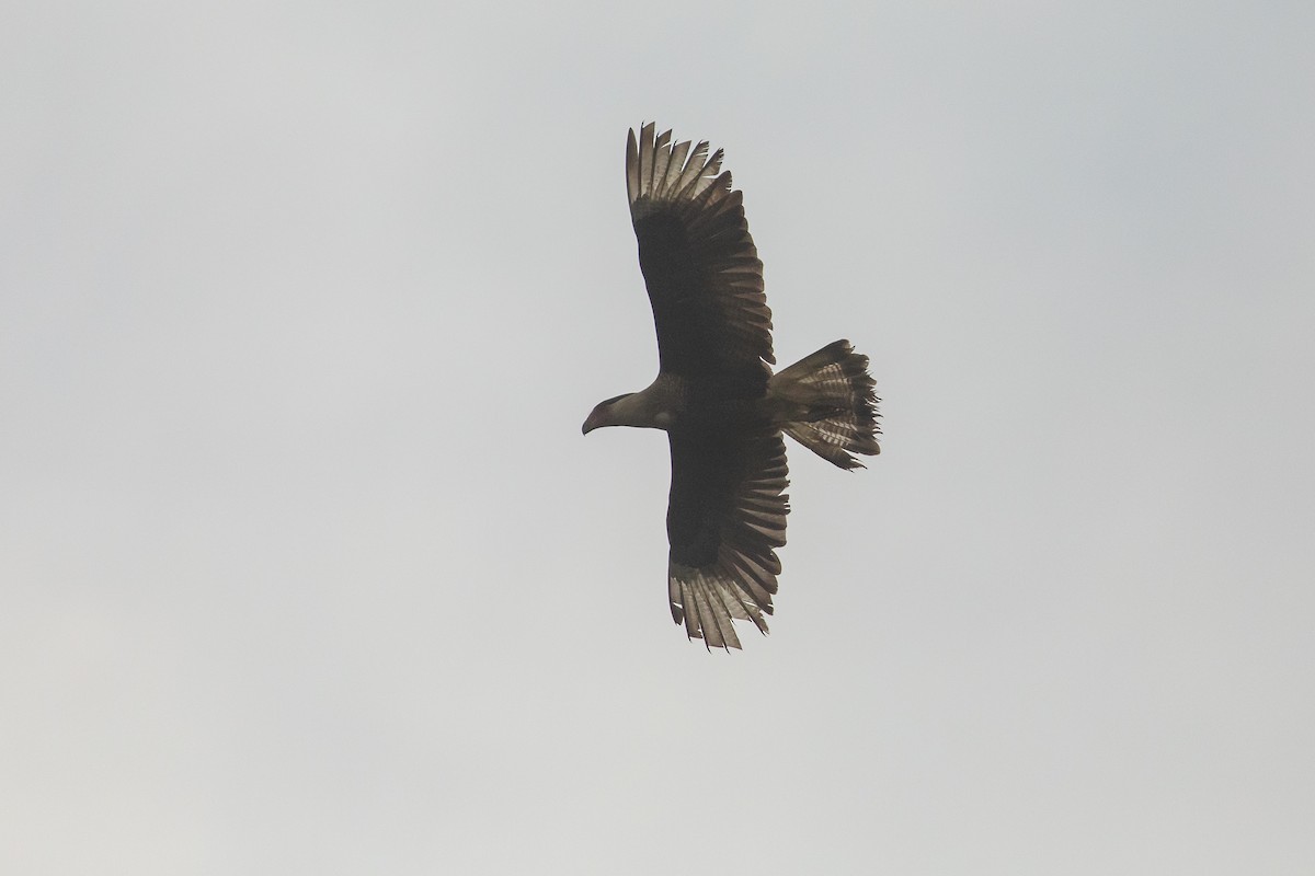 Crested Caracara - ML645971170