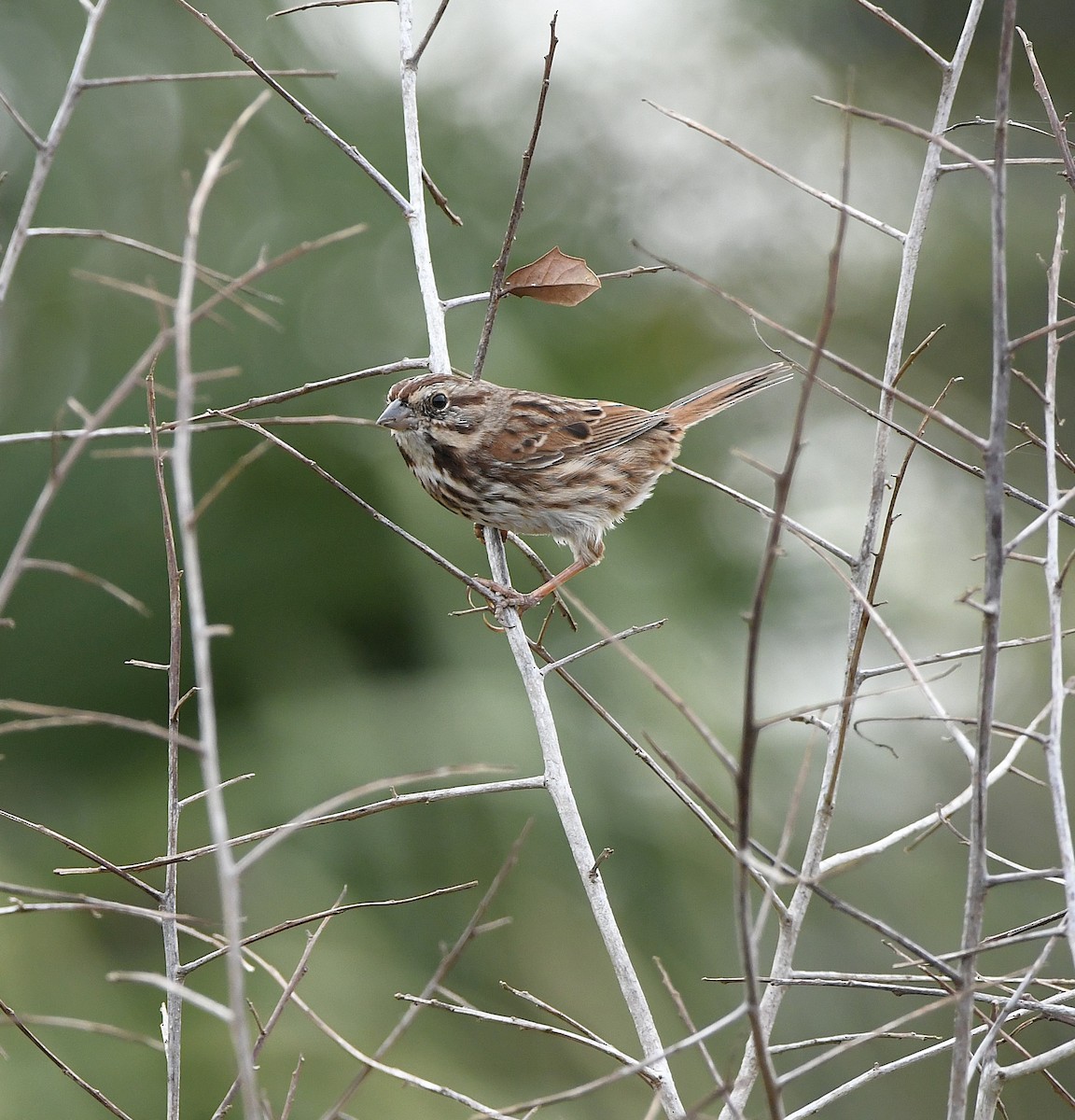 Song Sparrow - ML645971172