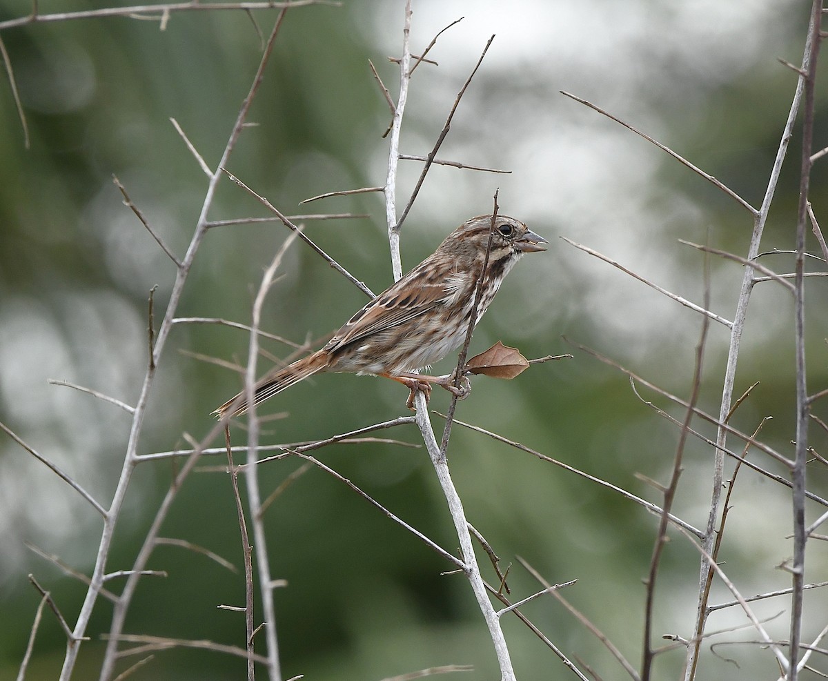 Song Sparrow - ML645971173