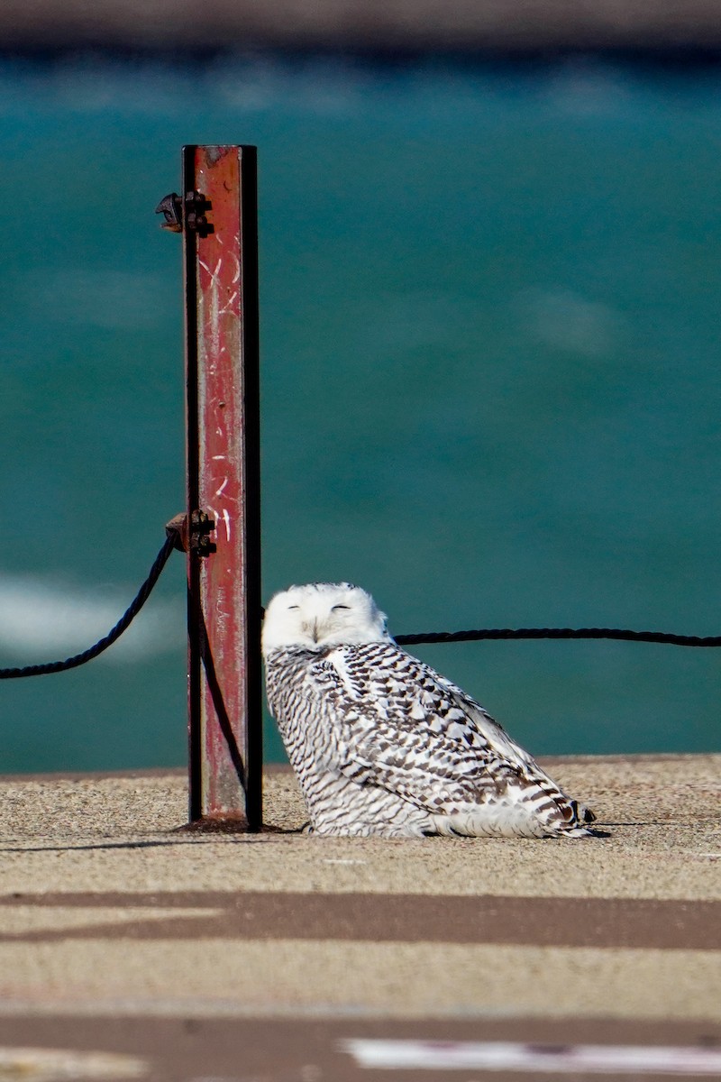 לילית שלג - ML645971176