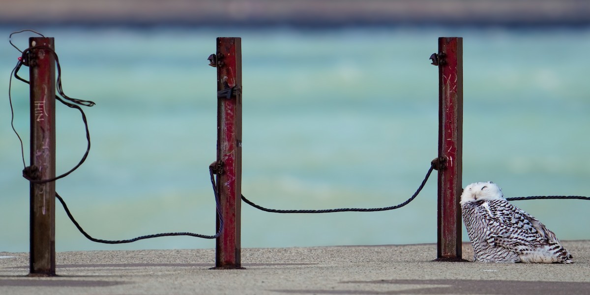 לילית שלג - ML645971179