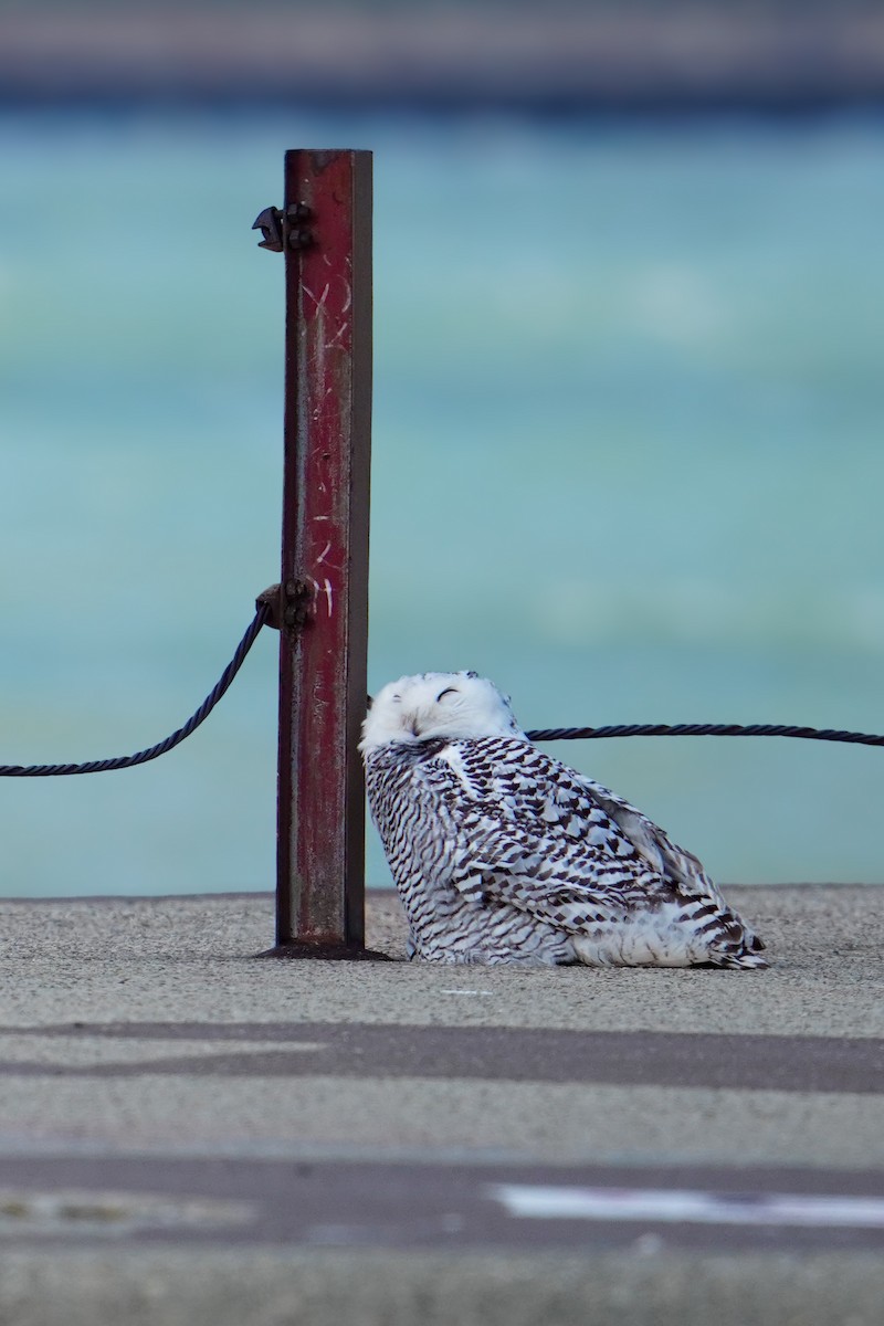 לילית שלג - ML645971180