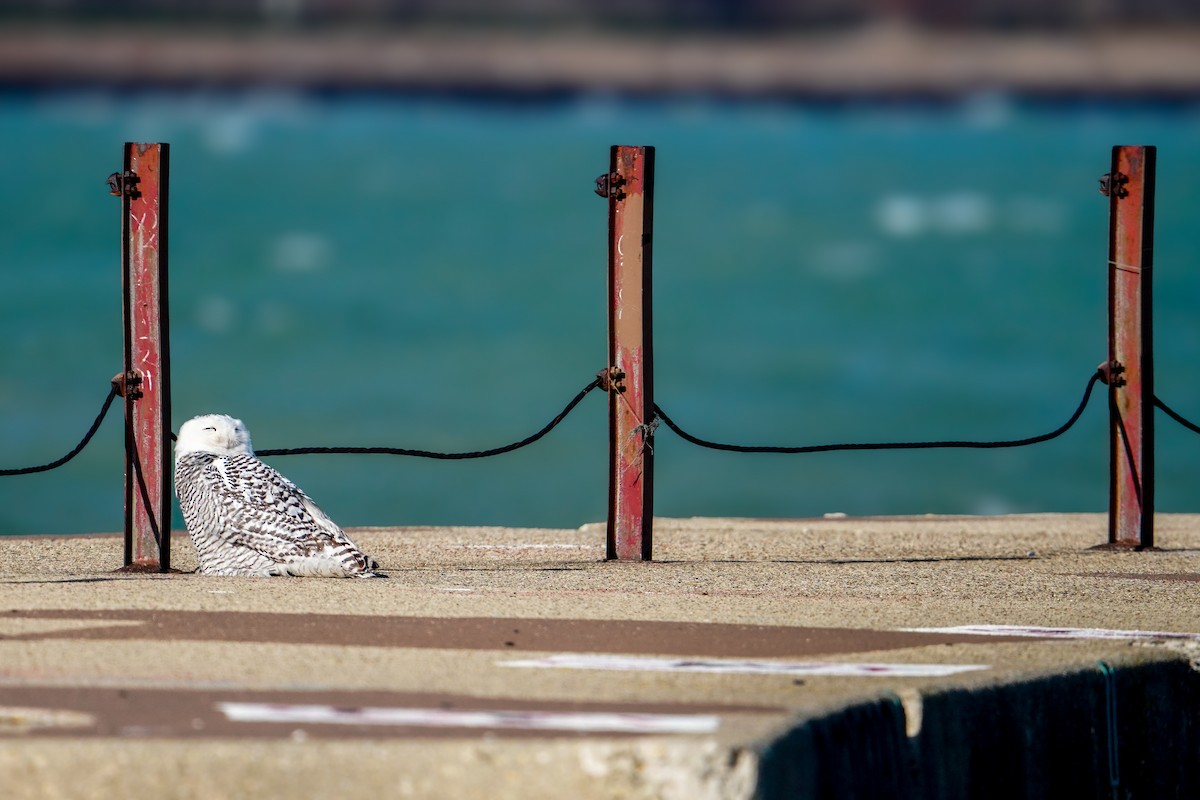לילית שלג - ML645971181