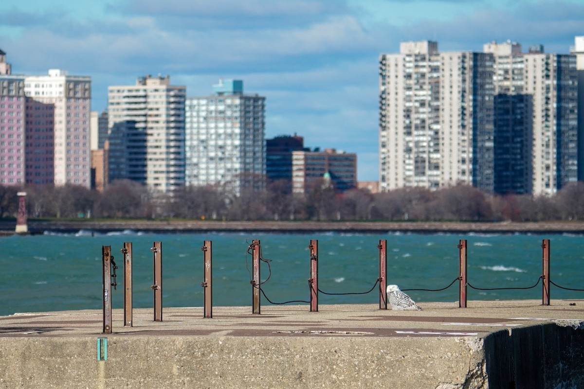 לילית שלג - ML645971182