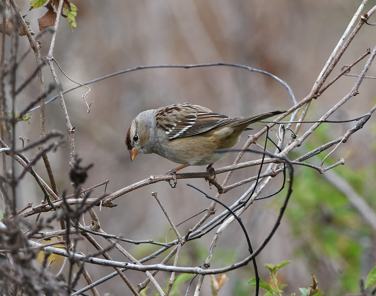 White-crowned Sparrow - ML645971184