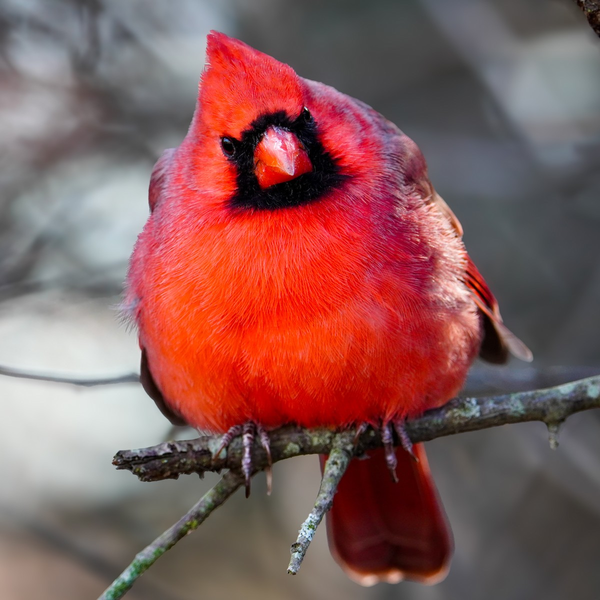 rødkardinal - ML645971186