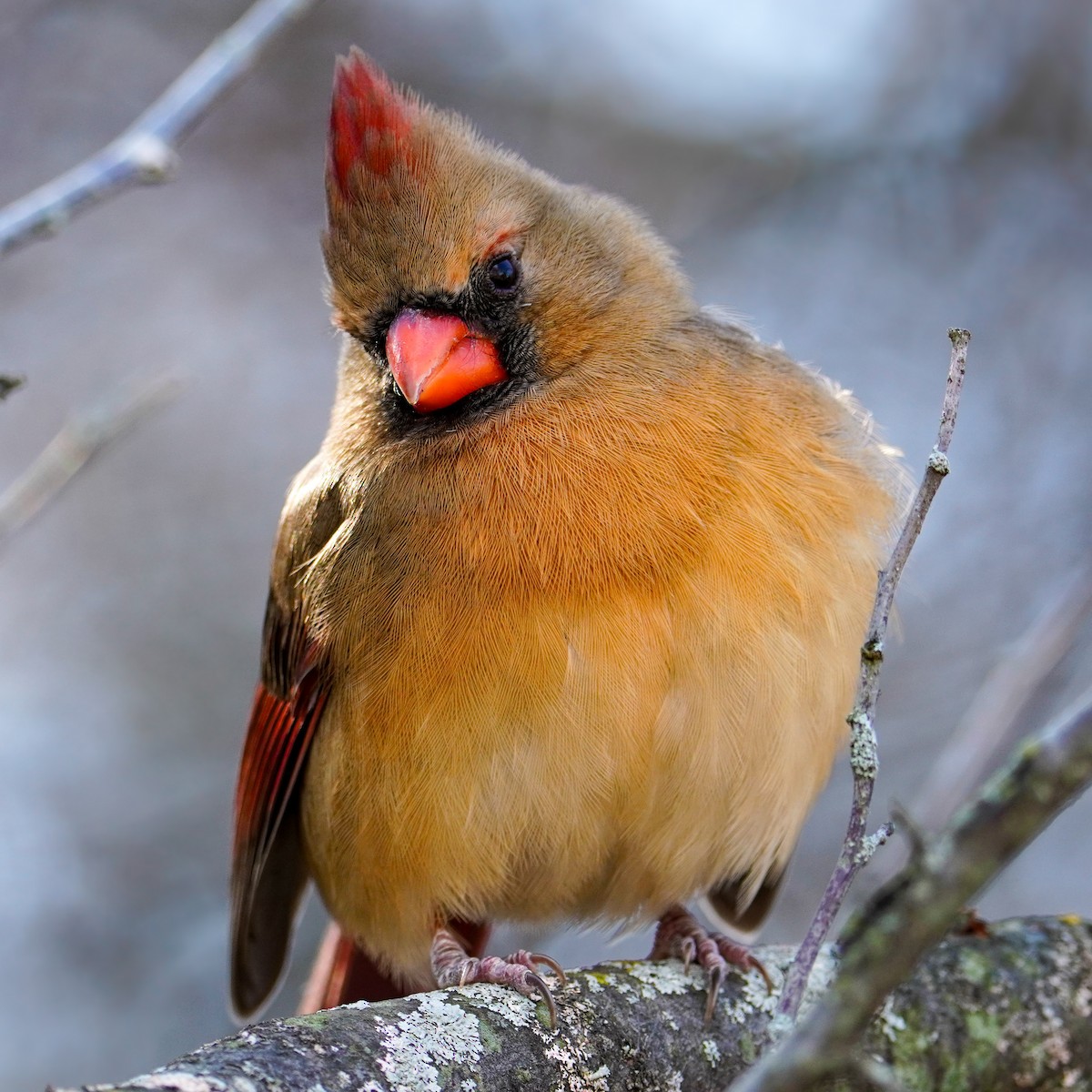 rødkardinal - ML645971187