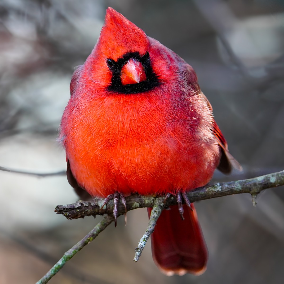 rødkardinal - ML645971188