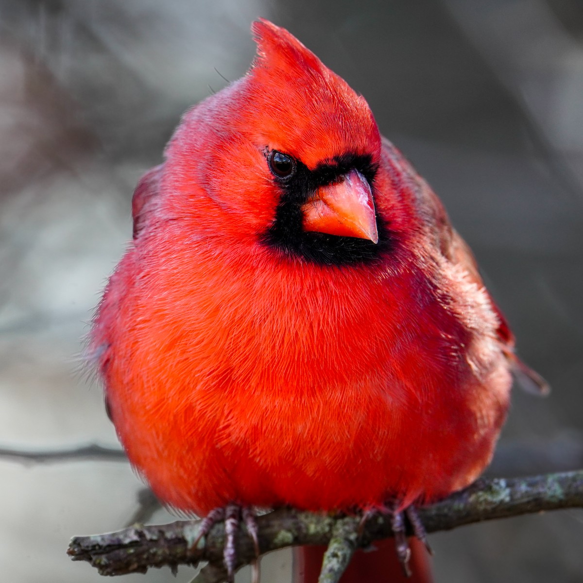 rødkardinal - ML645971189