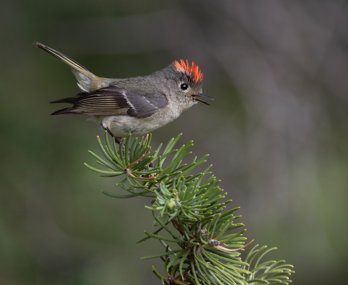 Ruby-crowned Kinglet - ML645971193