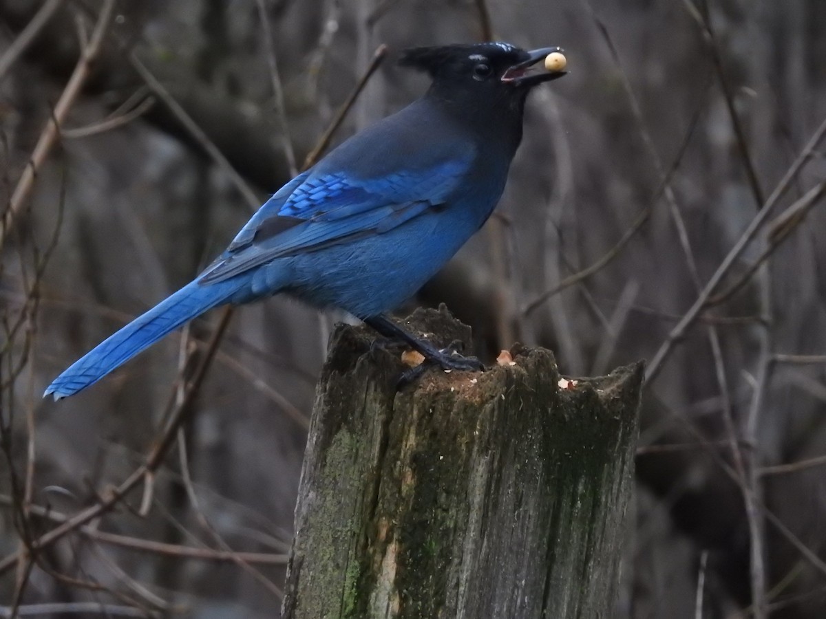 Steller's Jay - ML645971195
