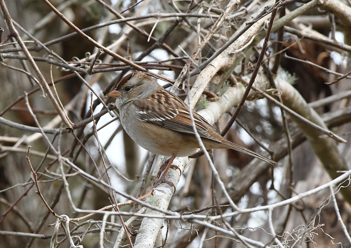 White-crowned Sparrow - ML645971196