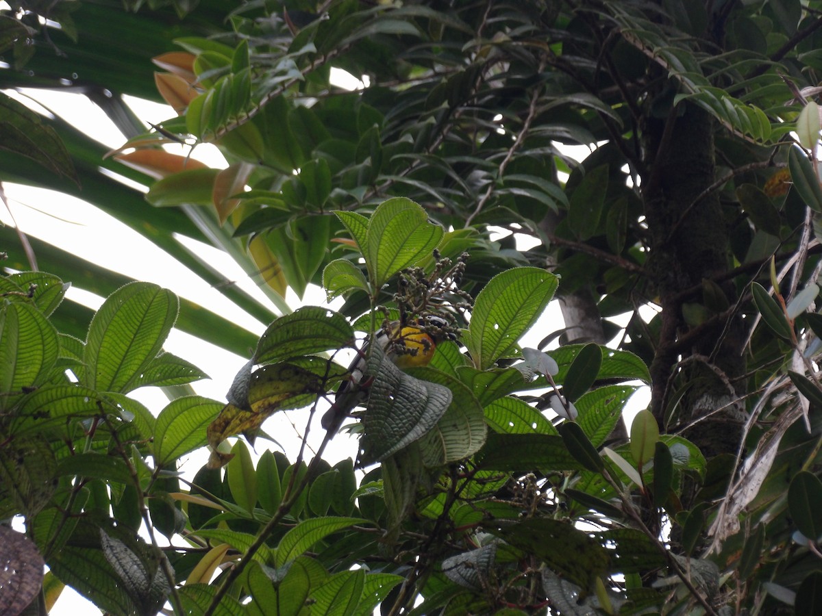 Puerto Rican Spindalis - ML645971198