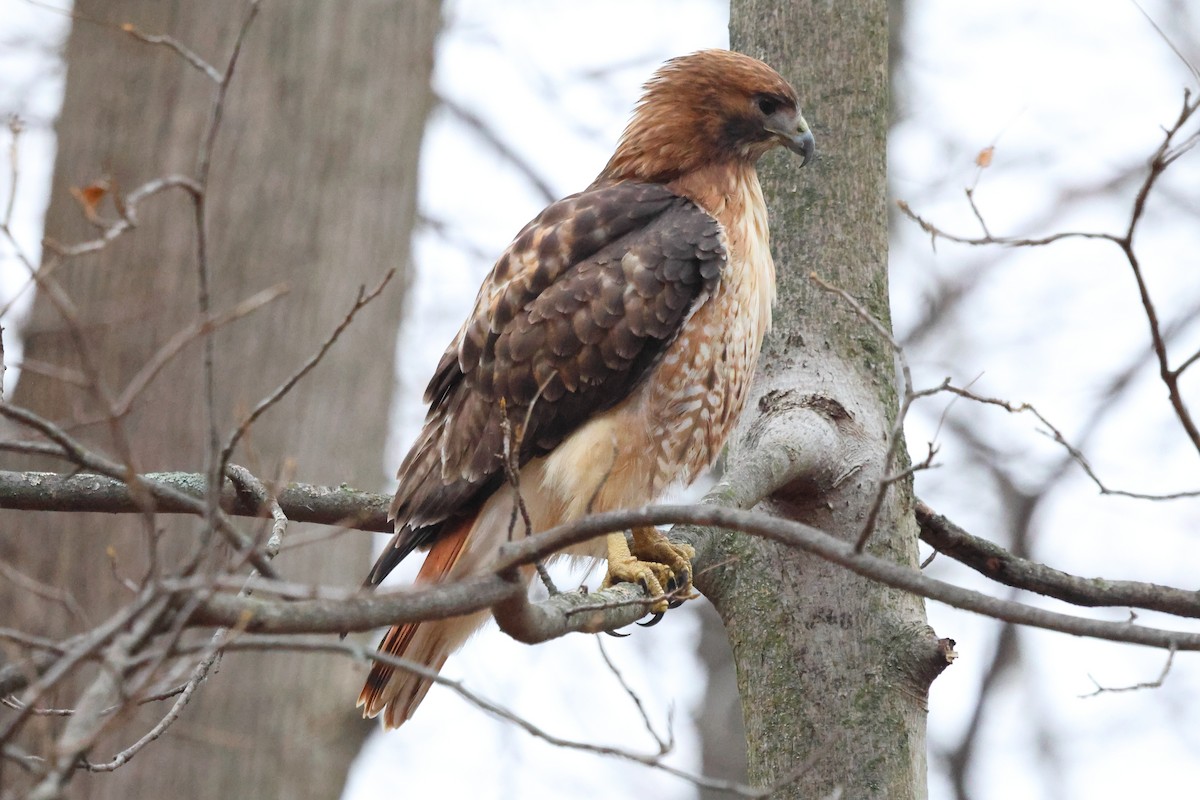 Red-tailed Hawk (abieticola) - ML645971200