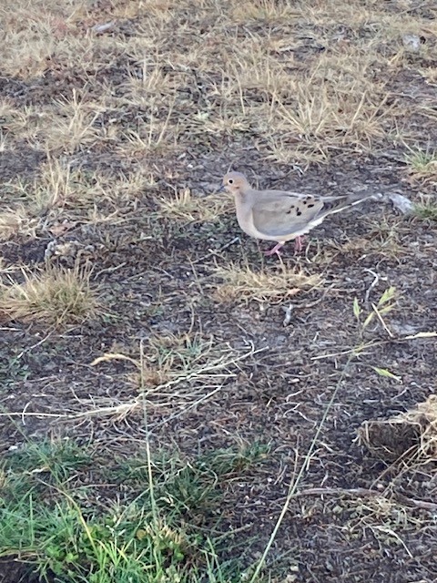 Mourning Dove - ML645971203