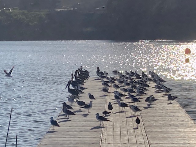 Brown Pelican - ML645971204