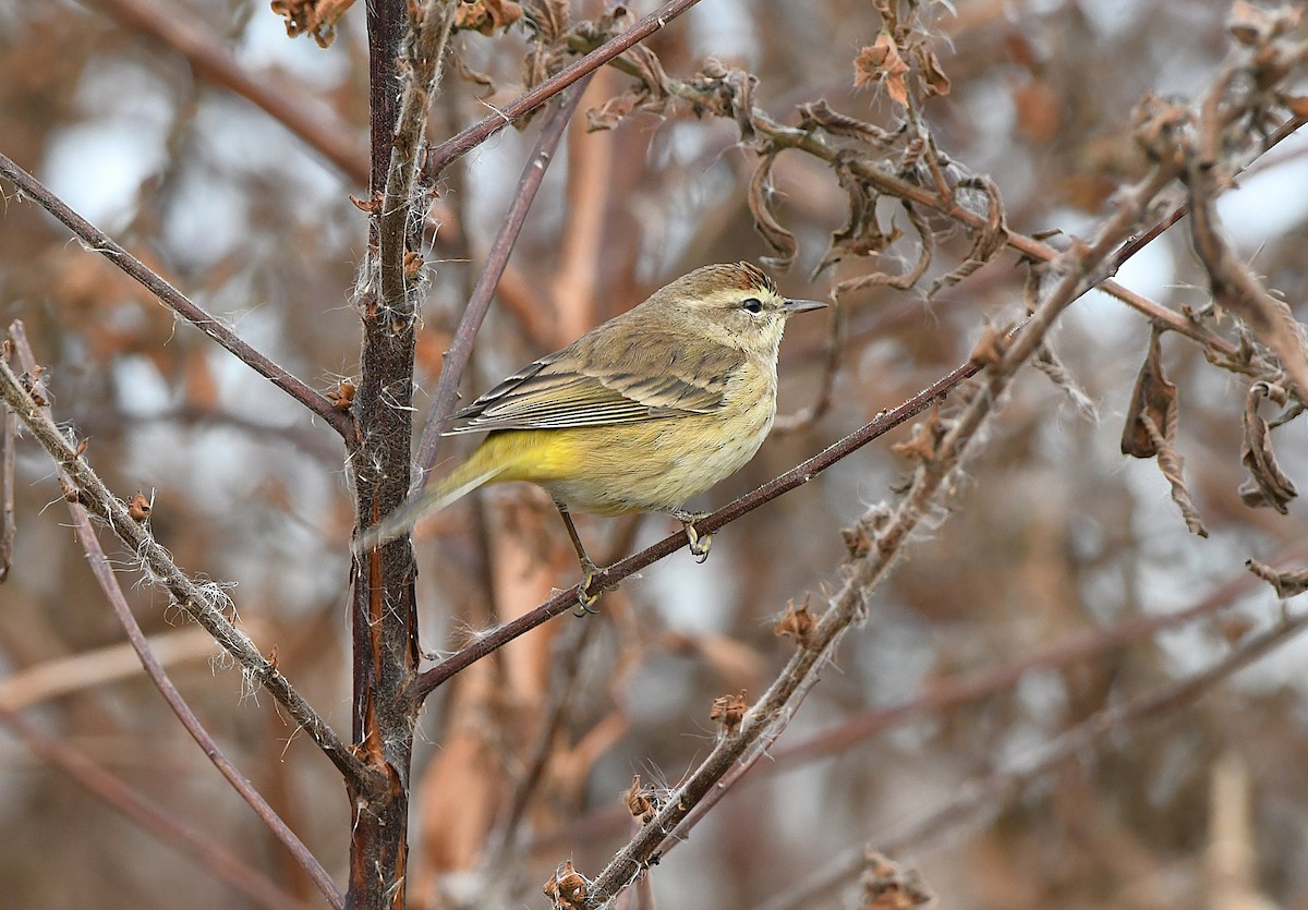 Palm Warbler - ML645971205