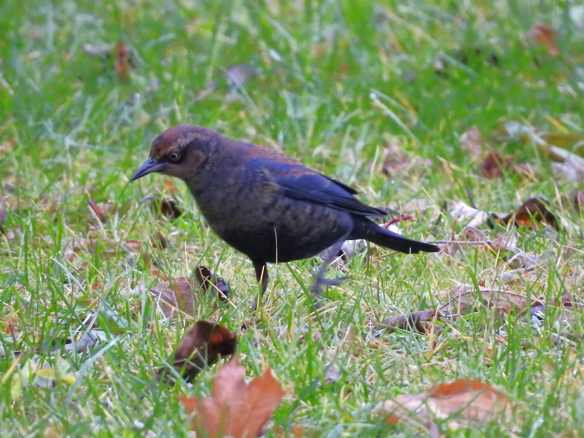 Rusty Blackbird - ML645971209