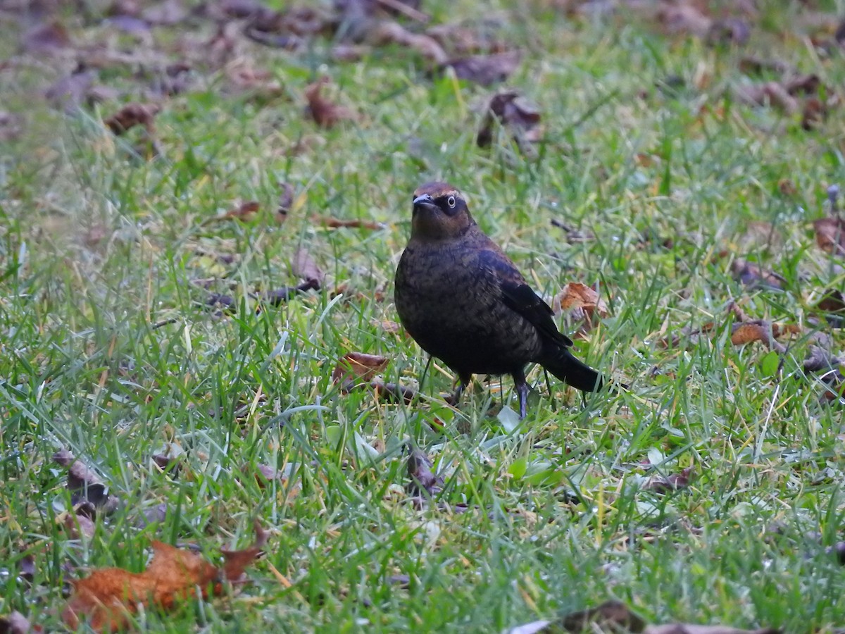 Rusty Blackbird - ML645971210