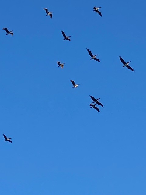 Brown Pelican - ML645971212