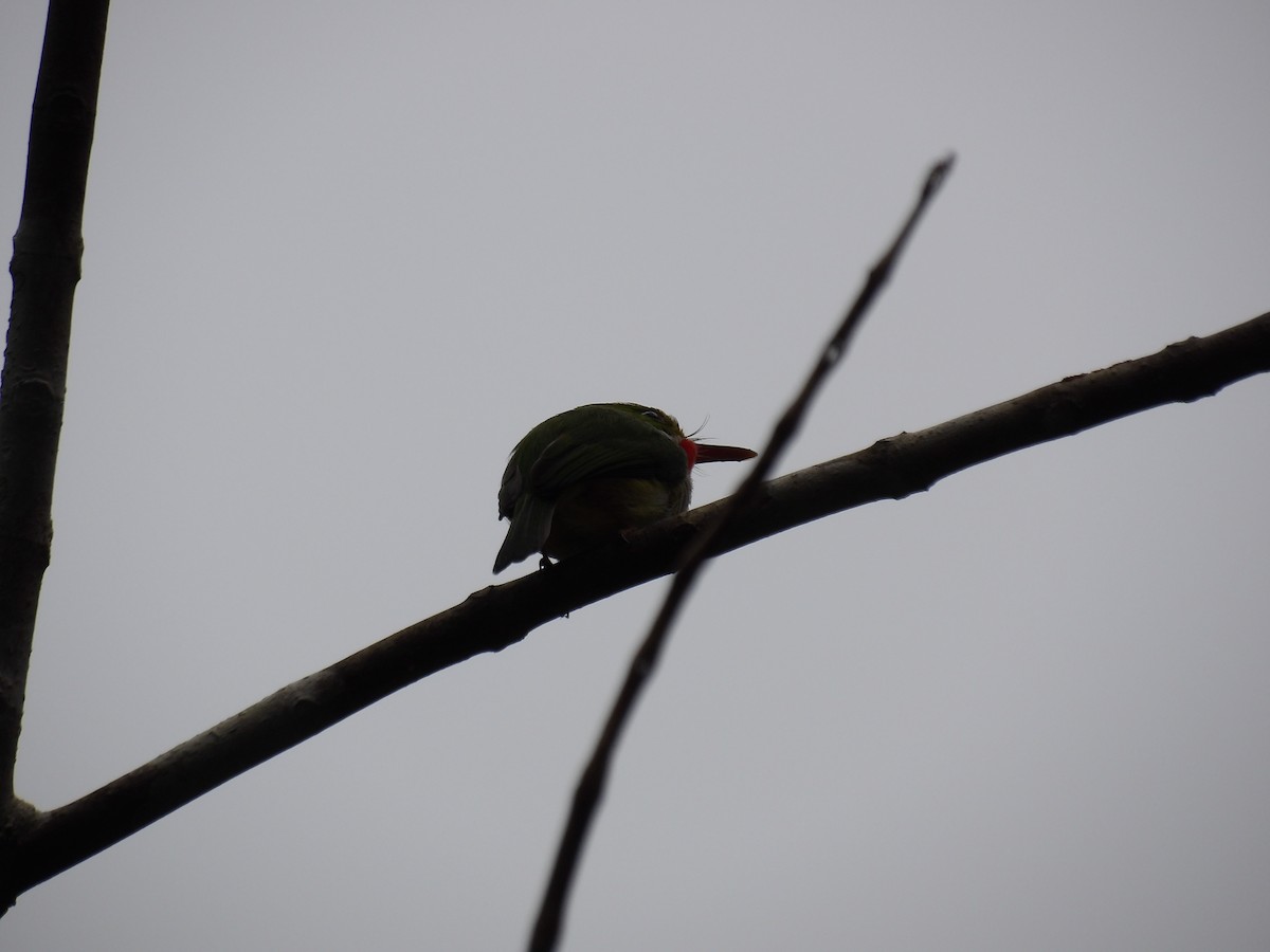 Puerto Rican Tody - ML645971213