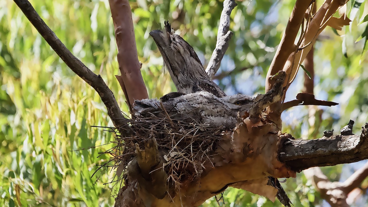 Tawny Frogmouth - ML645971215
