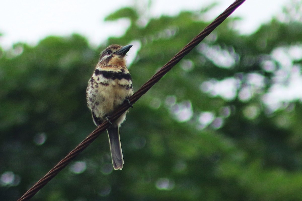 Russet-throated/Two-banded Puffbird - ML645971216
