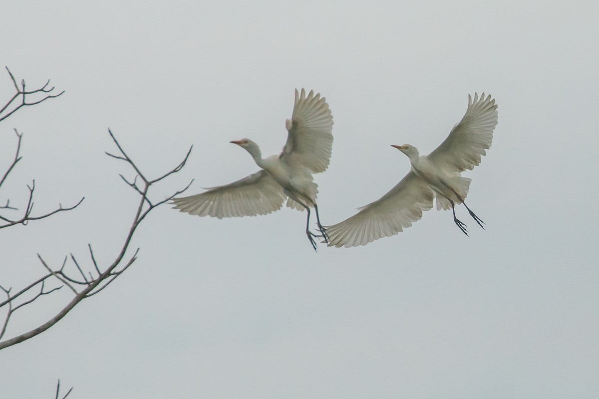 Western Cattle-Egret - ML645971218