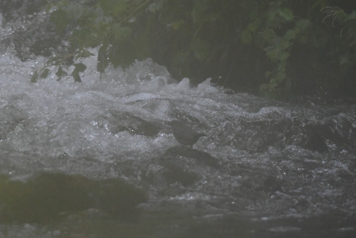 河烏 - ML645971222