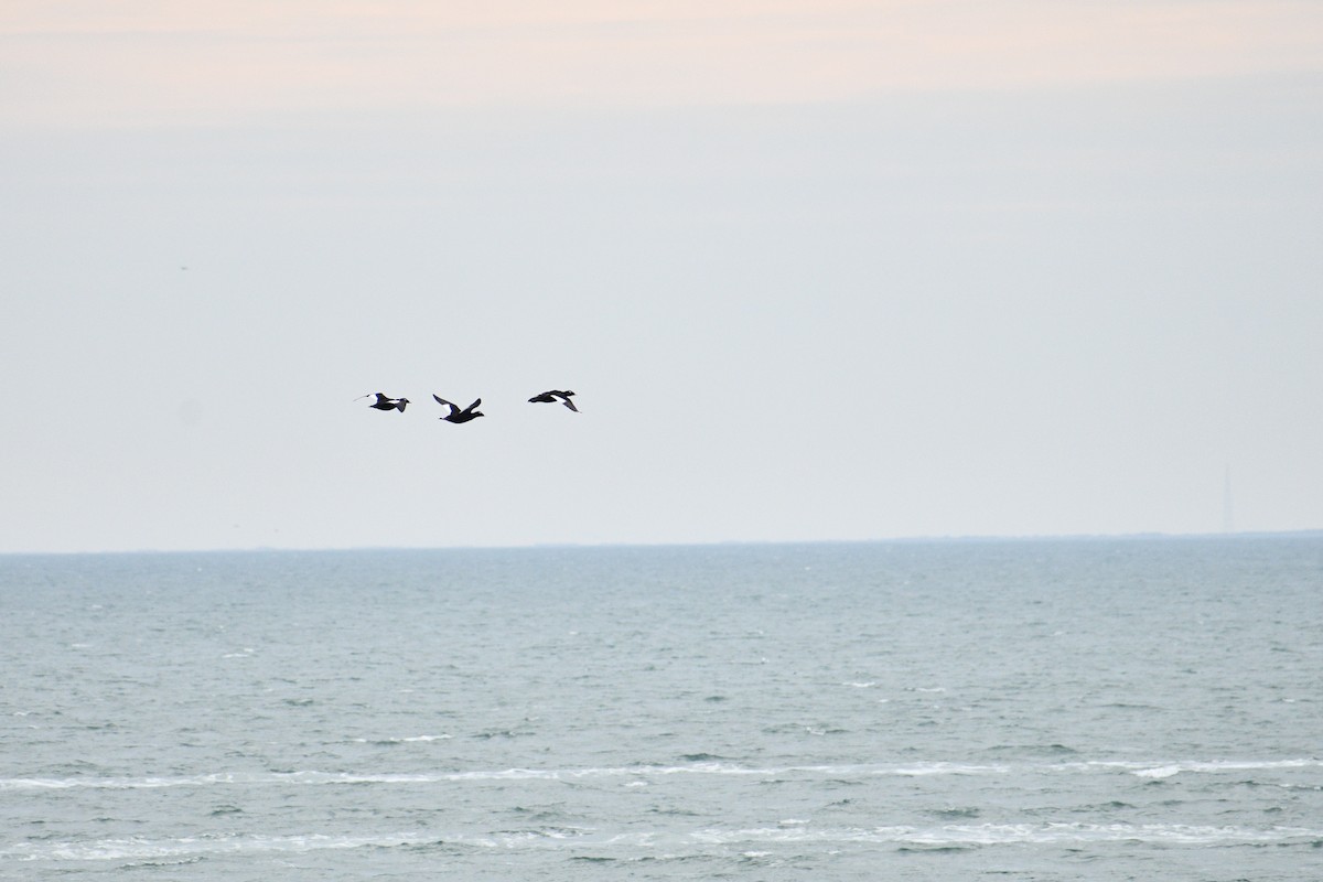 turpan kanadský - ML645971224