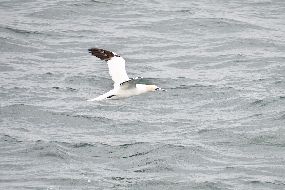Northern Gannet - ML645971225