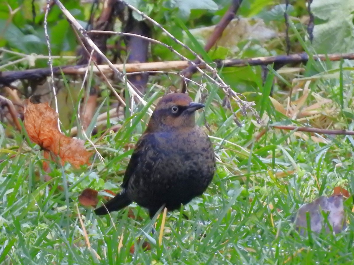 Rusty Blackbird - ML645971228