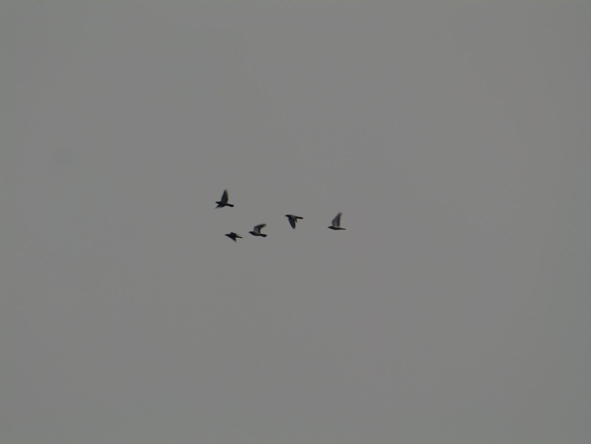 野鴿(野化) - ML645971233