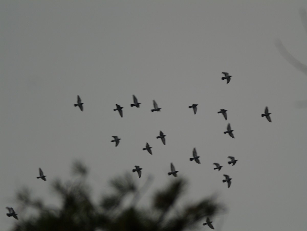 野鴿(野化) - ML645971234