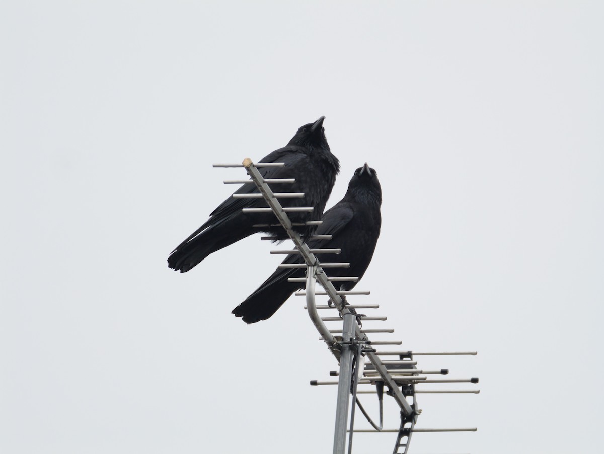 小嘴烏鴉 - ML645971237