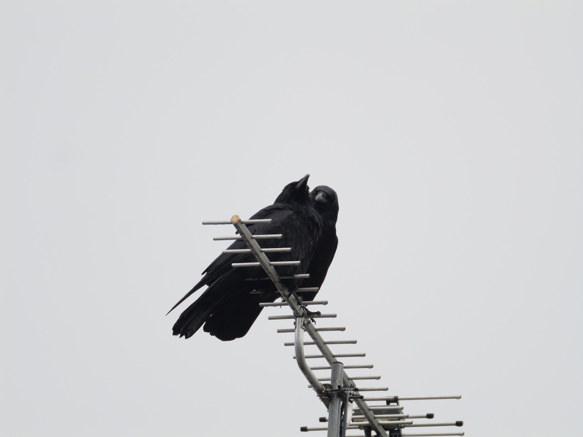 小嘴烏鴉 - ML645971238