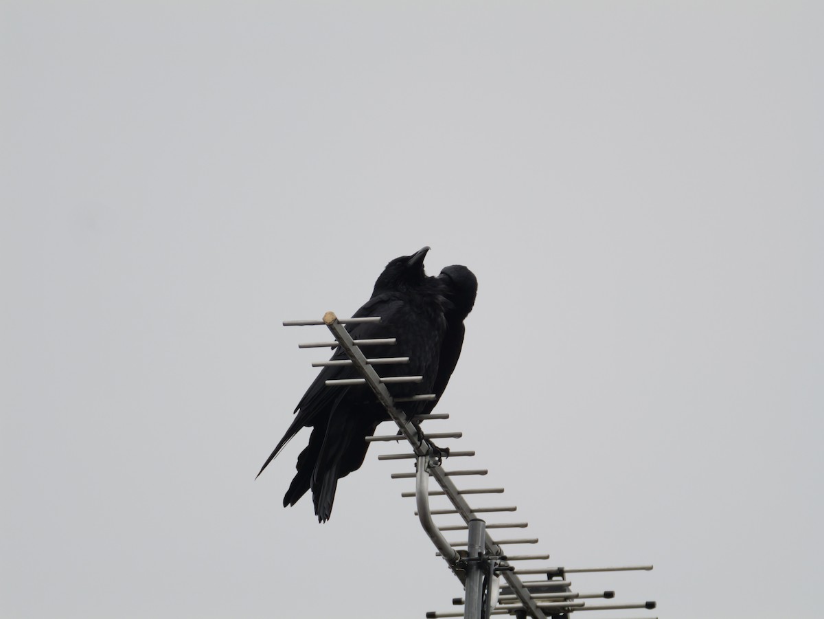 小嘴烏鴉 - ML645971239