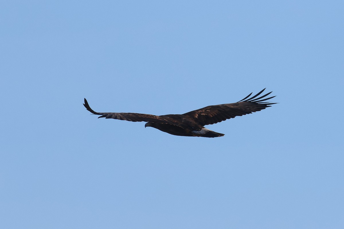 Golden Eagle - ML645971241