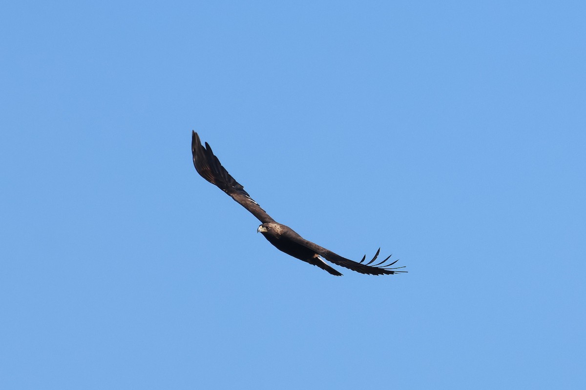 Golden Eagle - ML645971244