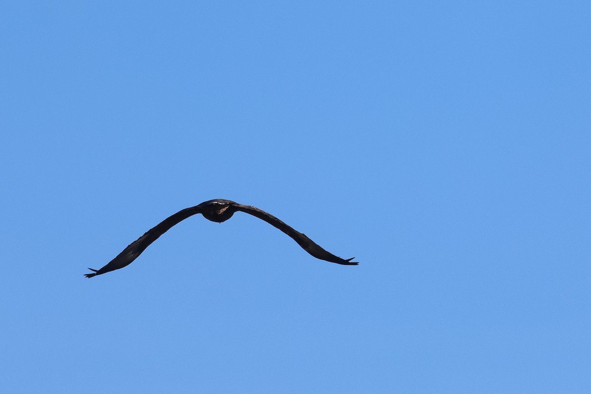 Golden Eagle - ML645971246