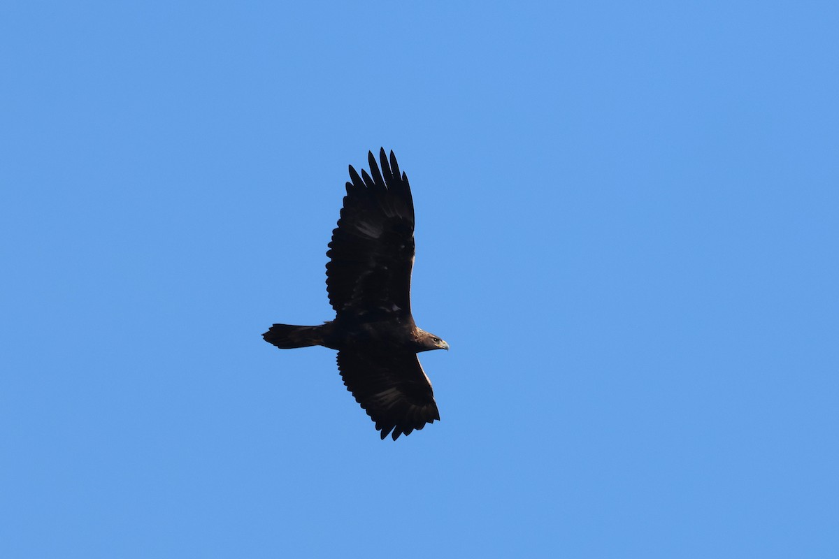 Golden Eagle - ML645971249