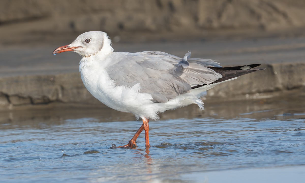 racek šedohlavý - ML645971256