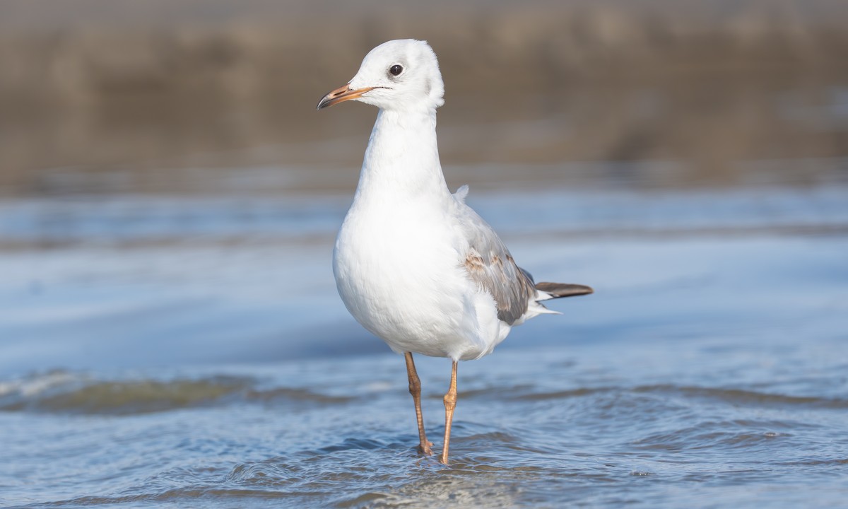 racek šedohlavý - ML645971257