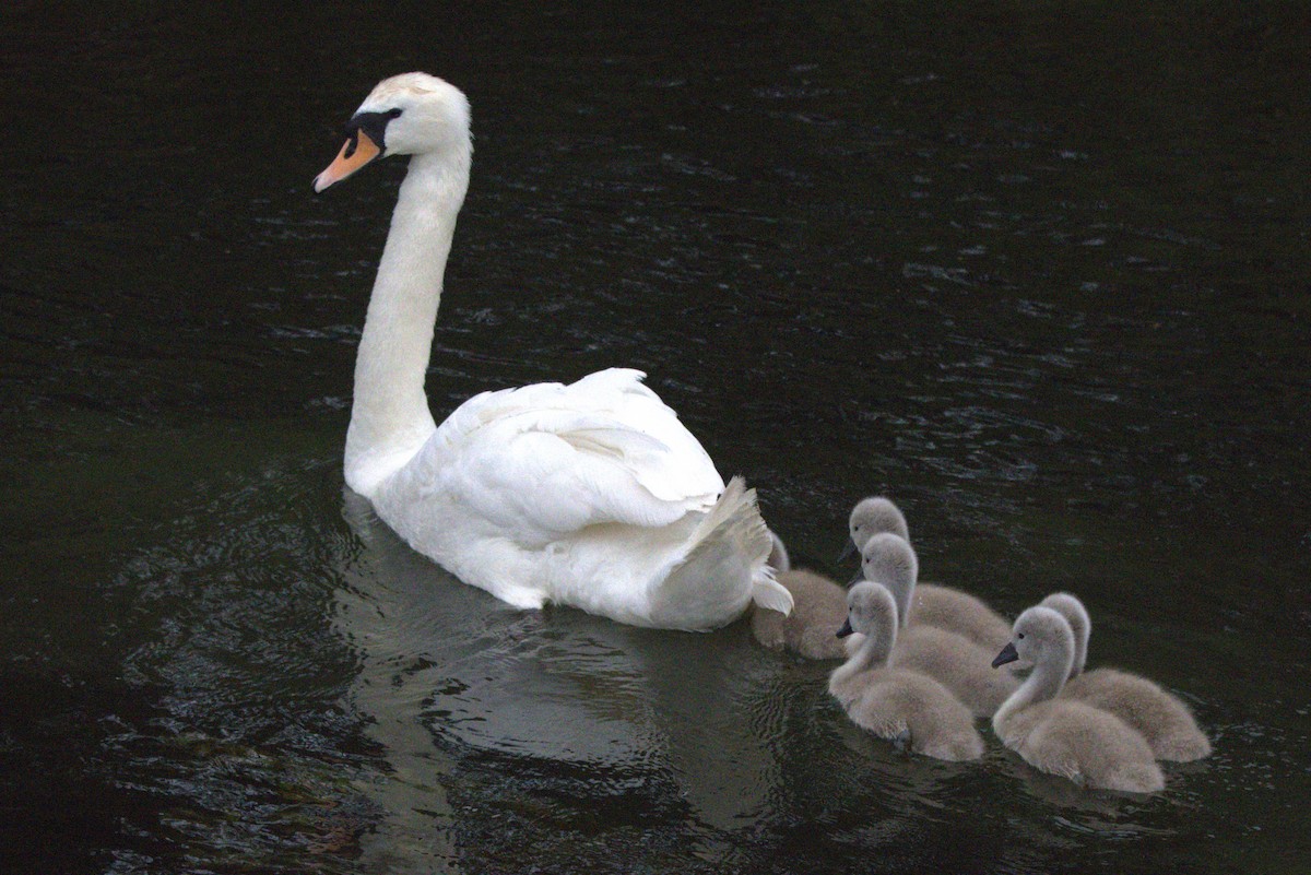 Beltxarga arrunta - ML645971259