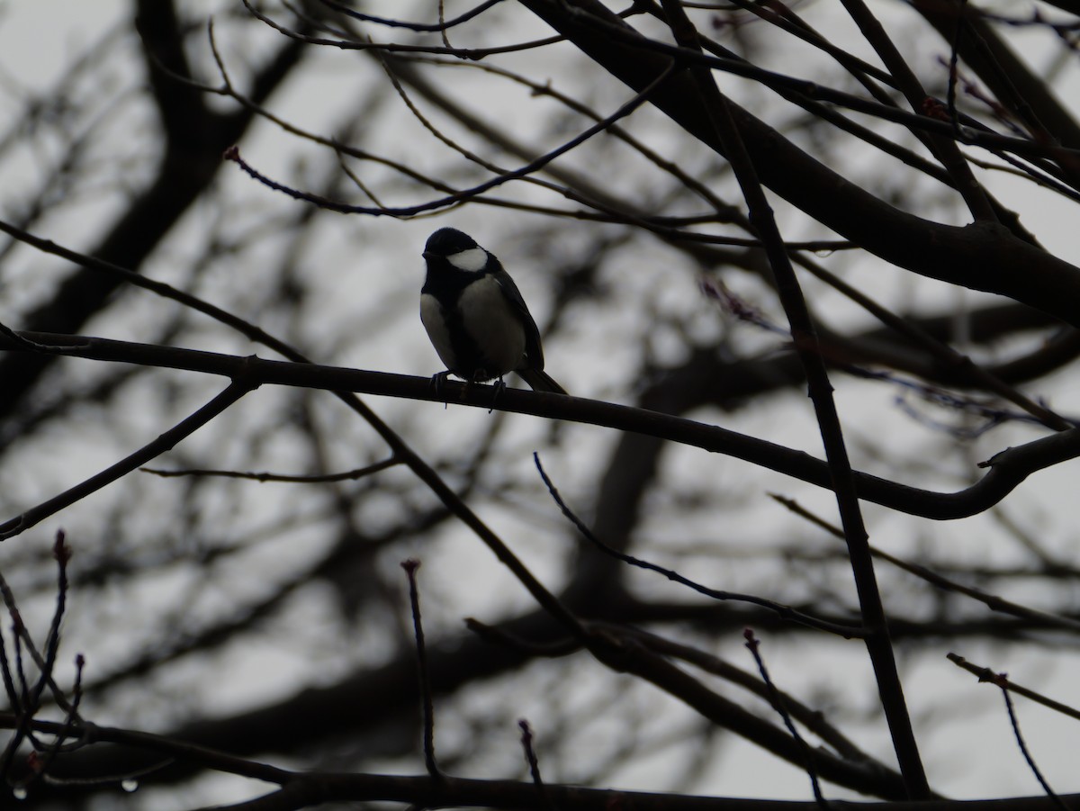 白頰山雀 - ML645971260