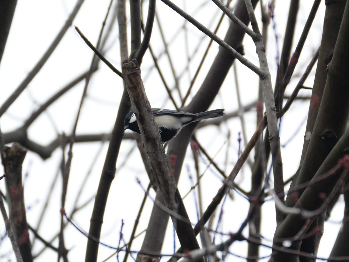 白頰山雀 - ML645971261