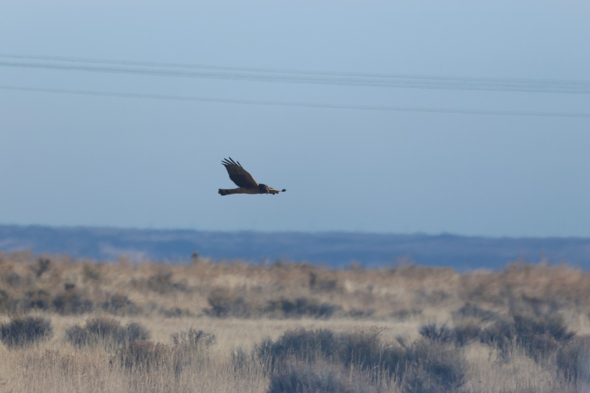 Northern Harrier - ML645971265
