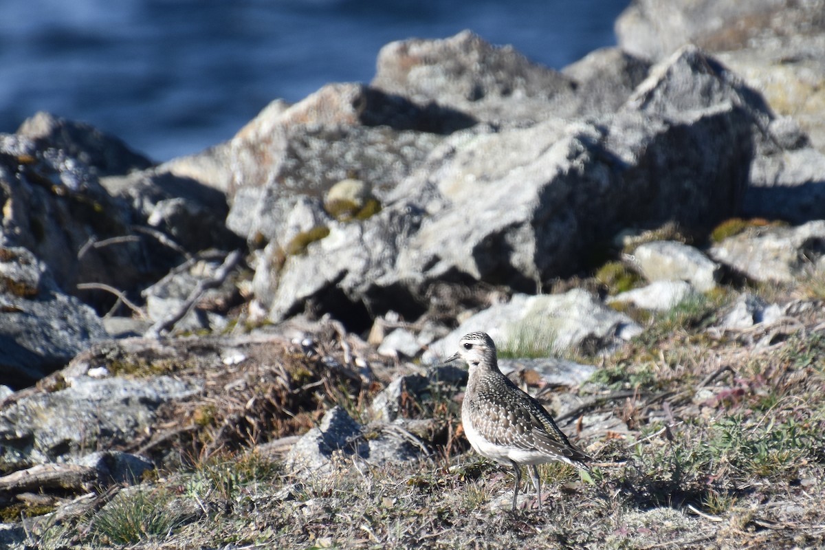 アメリカムナグロ - ML645971276