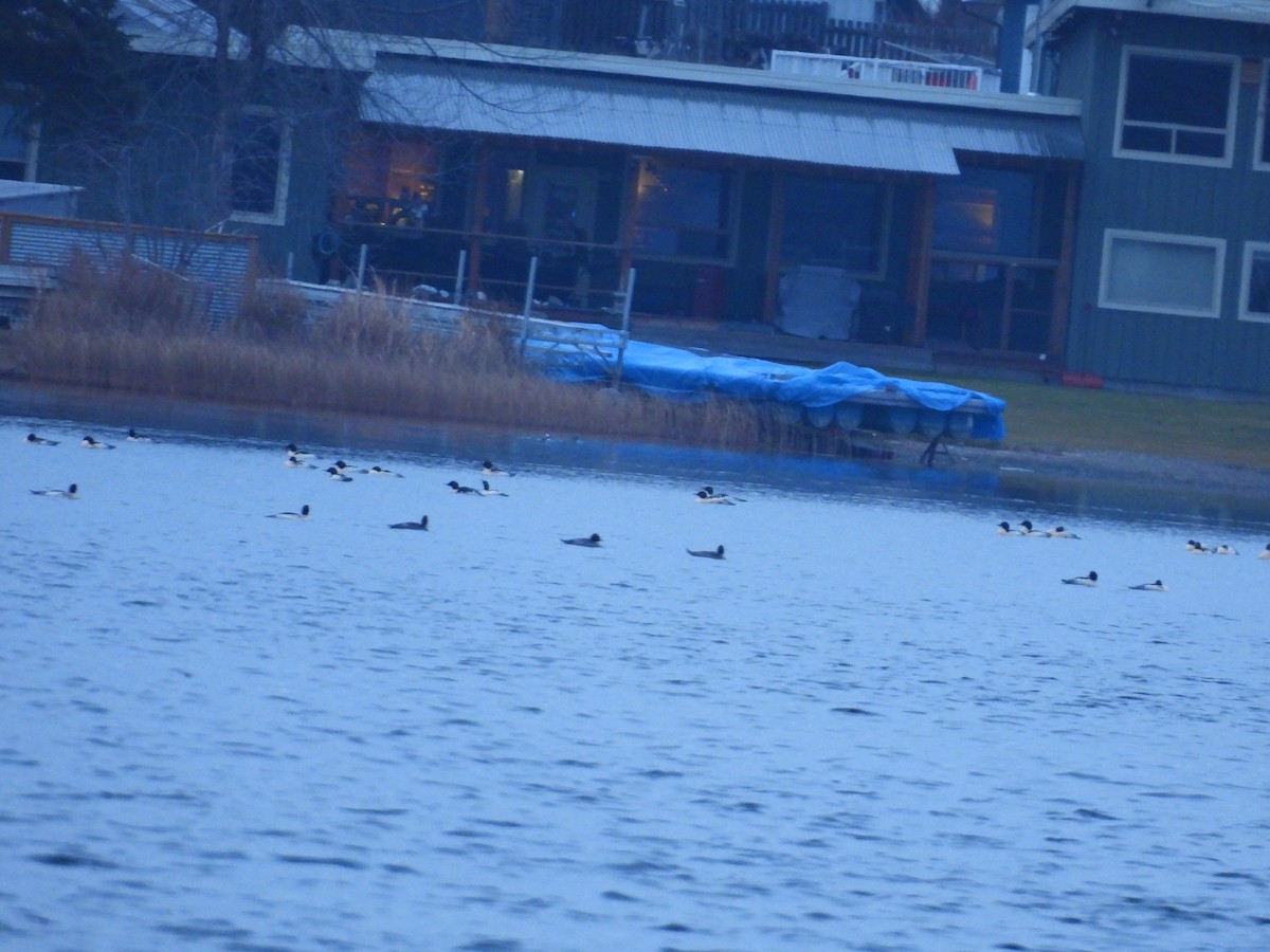 Common Merganser - ML645971277